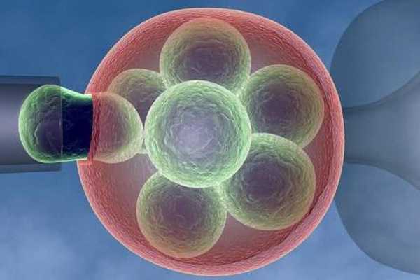 囊胚分化成两个胚胎的几率有多大